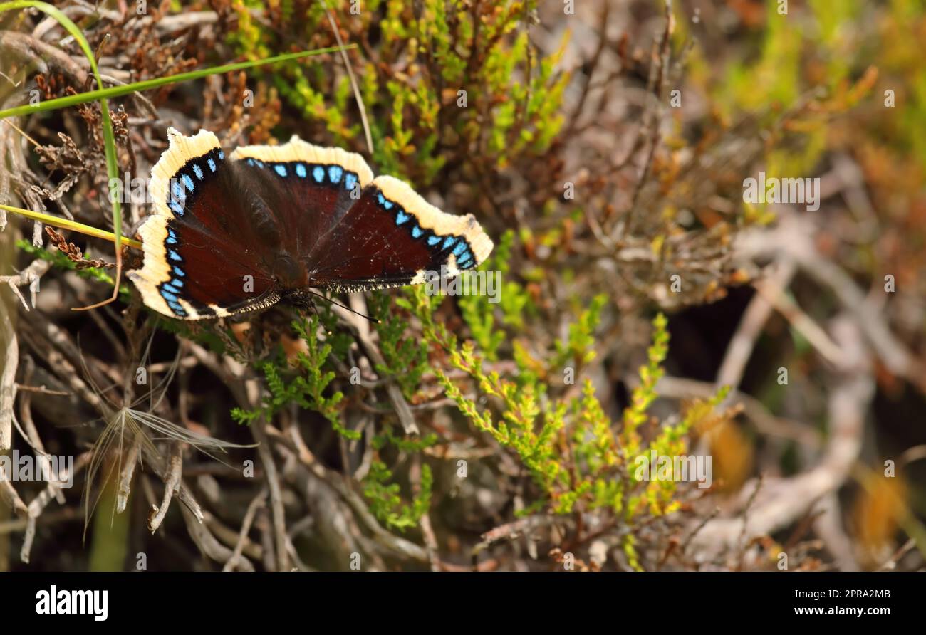 Nymphalis antiopa - Trauerumhang oder Camberwell Beauty - Ein wandernder Schmetterling mit dunkelviolett gelb umrandeten Flügeln mit blauen Punkten Stockfoto