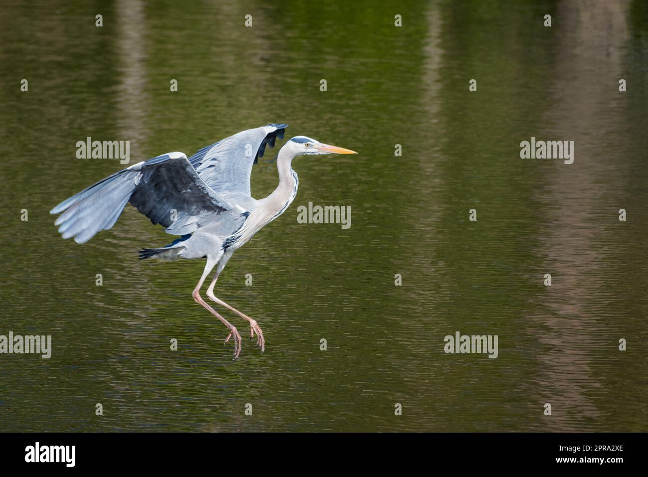 Great Blue Heron im Flug Stockfoto