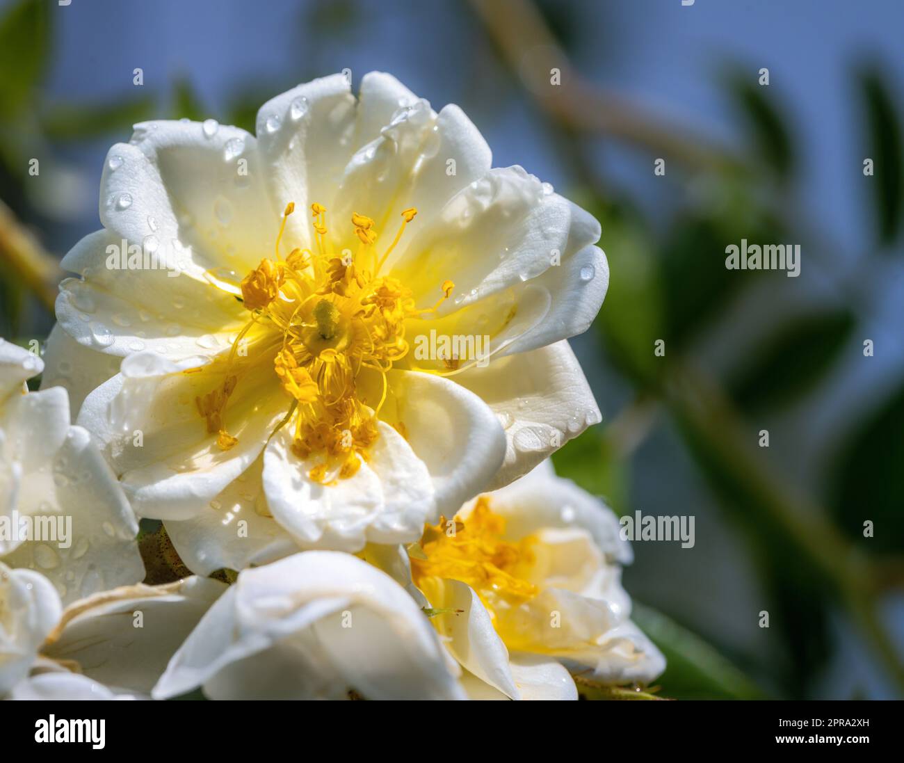 Blüte einer weißen, schimmernden Rosenblume Stockfoto