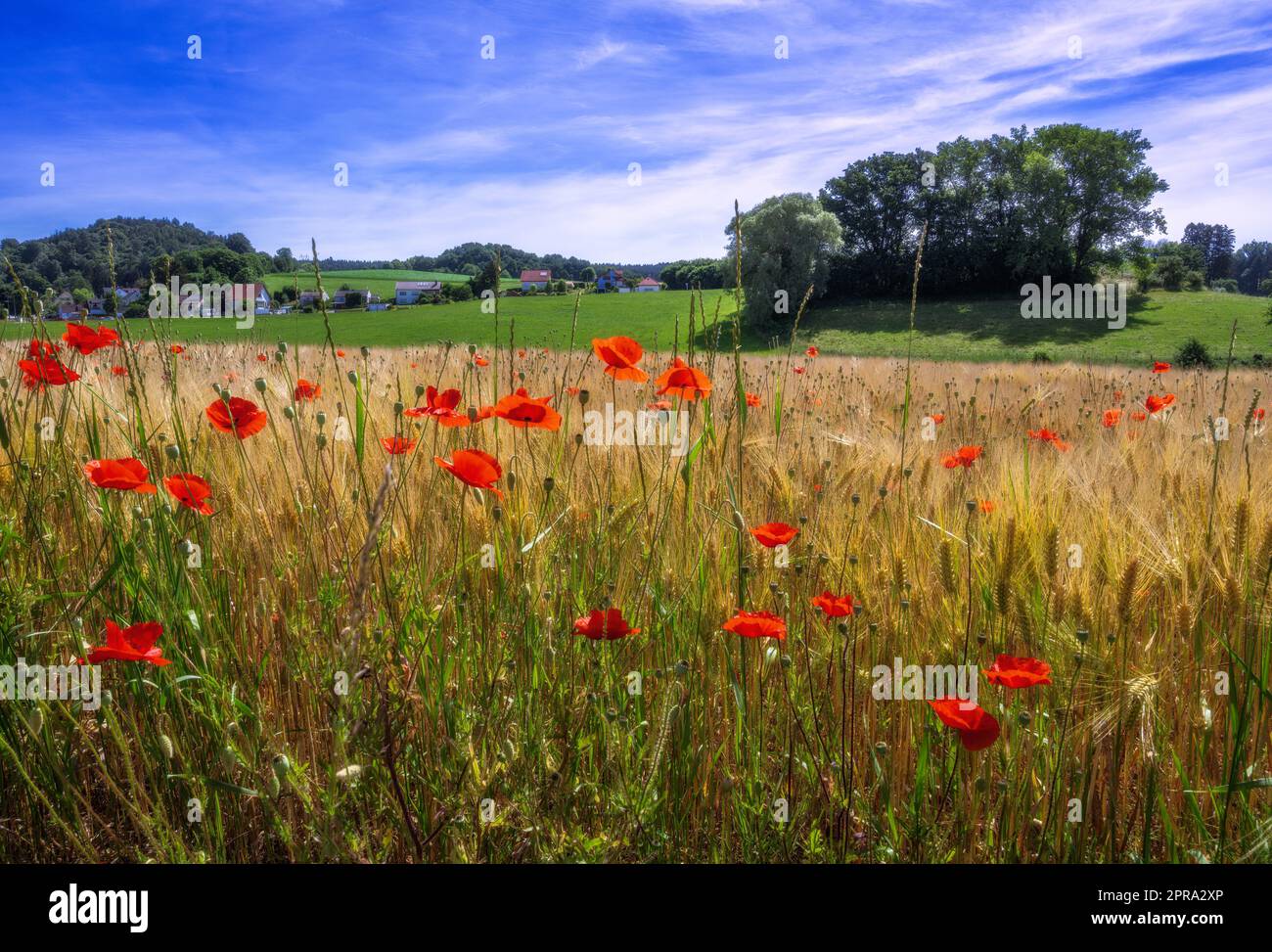 Ländliche Landschaft mit Maisfeld und rotem Mohn Stockfoto