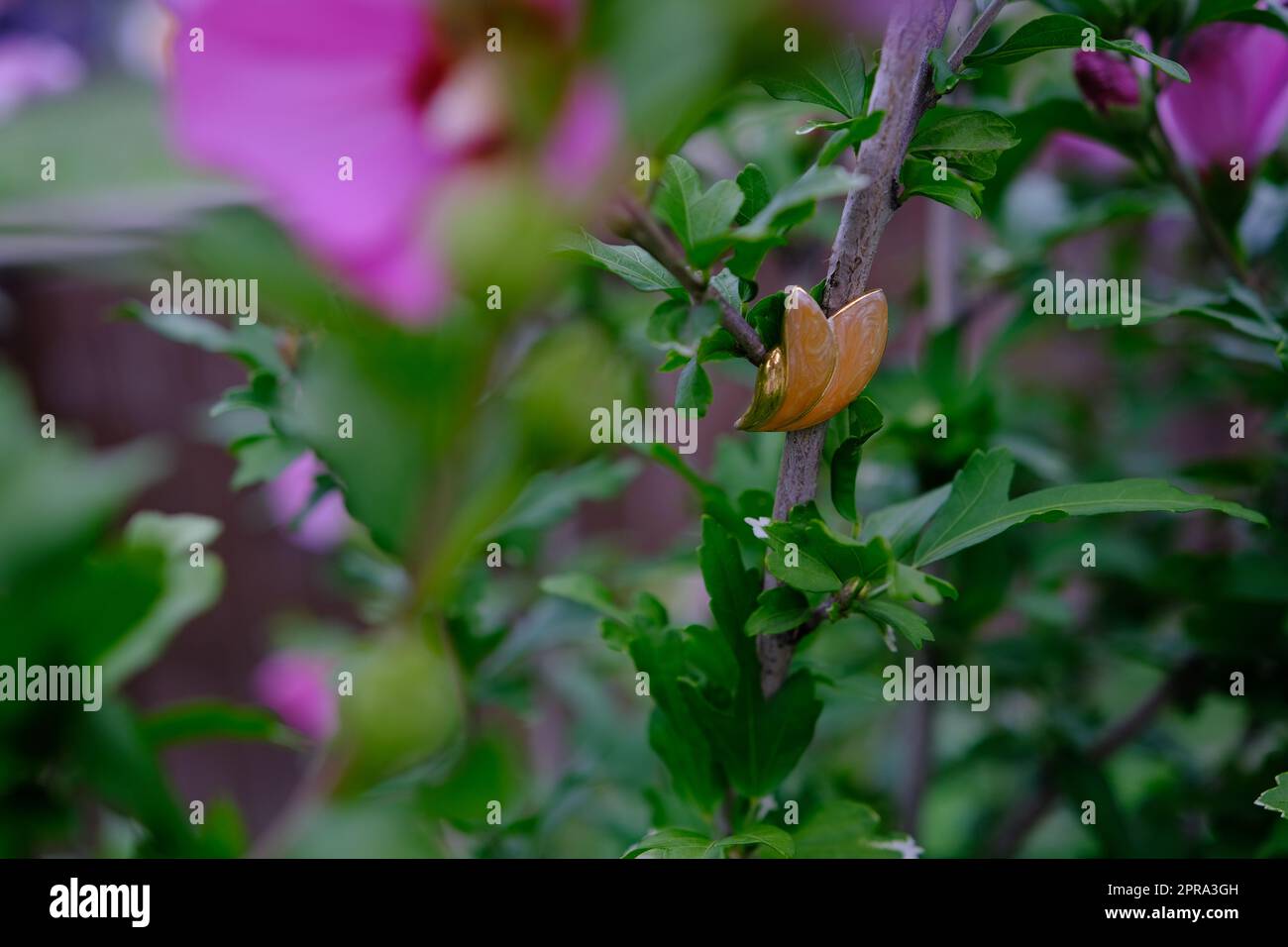 Rosafarbene Hibiskusblüte im Garten, Blüten- und Pollenblüten, Naturfotografie im Garten Stockfoto