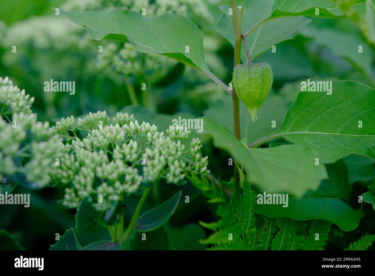 Physalis-Pflanze mit leuchtend roten orangen Blüten und grünen Blättern auf schwarzem Hintergrund Stockfoto