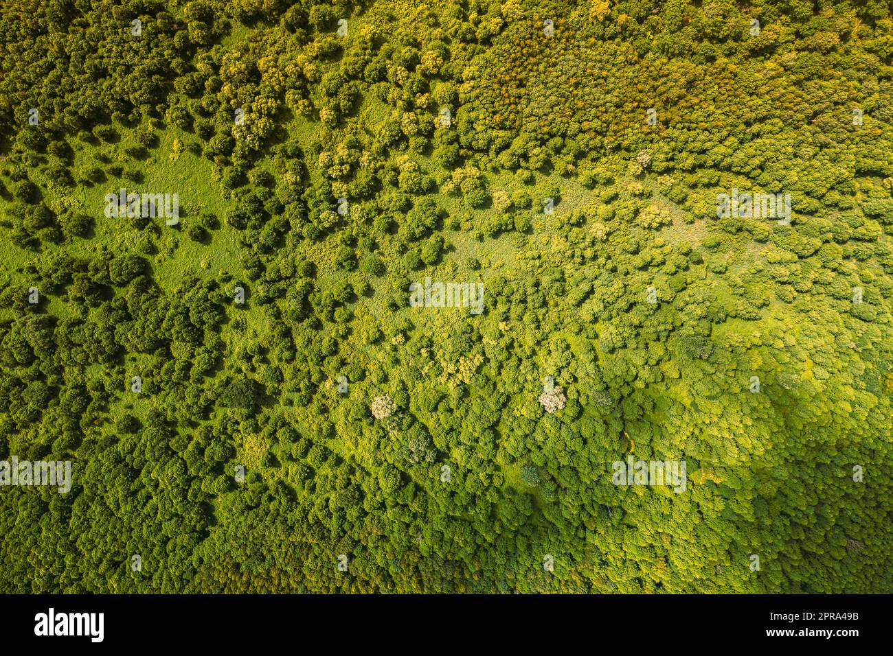 Luftaufnahme Des Grünen Laubwaldes In Der Landschaft Im Sommertag. Blick Von Oben Vom Attitude. Drohne Blick Auf Den Europäischen Wald Im Sommer Stockfoto