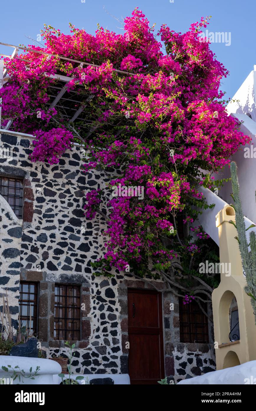 Rote Bougainvillea klettern an der Wand des weiß getünchten Hauses in Imerovigli auf der Insel Santorini, Kykladen, Griechenland Stockfoto
