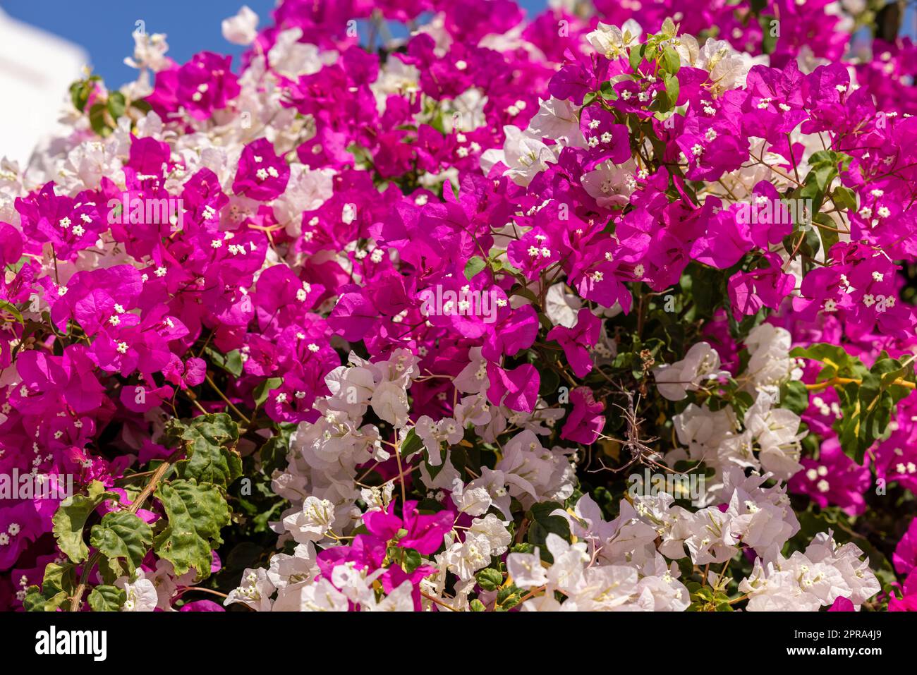 Blühende rot-weiße Bougainvillea-Blumen Stockfoto