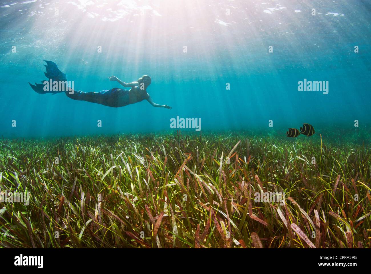 Sch Ne Meerjungfrau Unter Wasser Fotos Und Bildmaterial In Hoher Aufl Sung Alamy