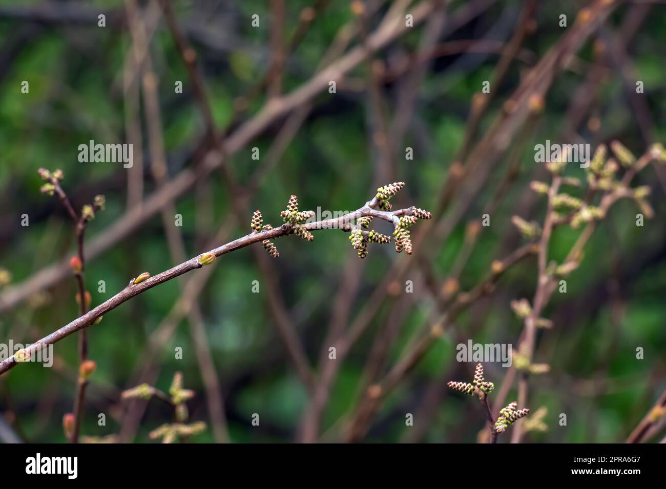 Knospen und Blätter von Sumac Rhus trilobata im Frühjahr. Stockfoto Knospen und Blätter von Sumac Rhus trilobata im Frühjahr. Stockfoto