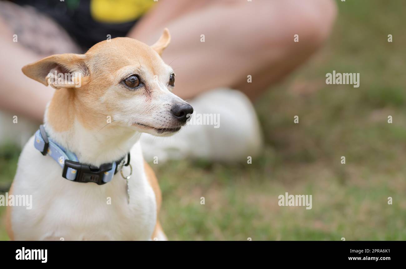 Zugeschnittenes Bild eines Hundes, der im Hundepark sitzt, der Besitzer im Hintergrund Stockfoto