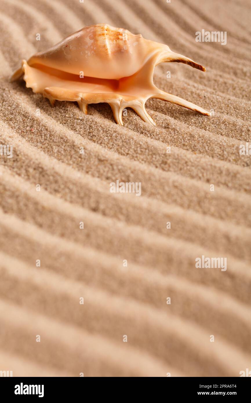 Wunderschöne Muscheln liegen auf den Linien aus Sand. Selektiver Fokus. Stockfoto