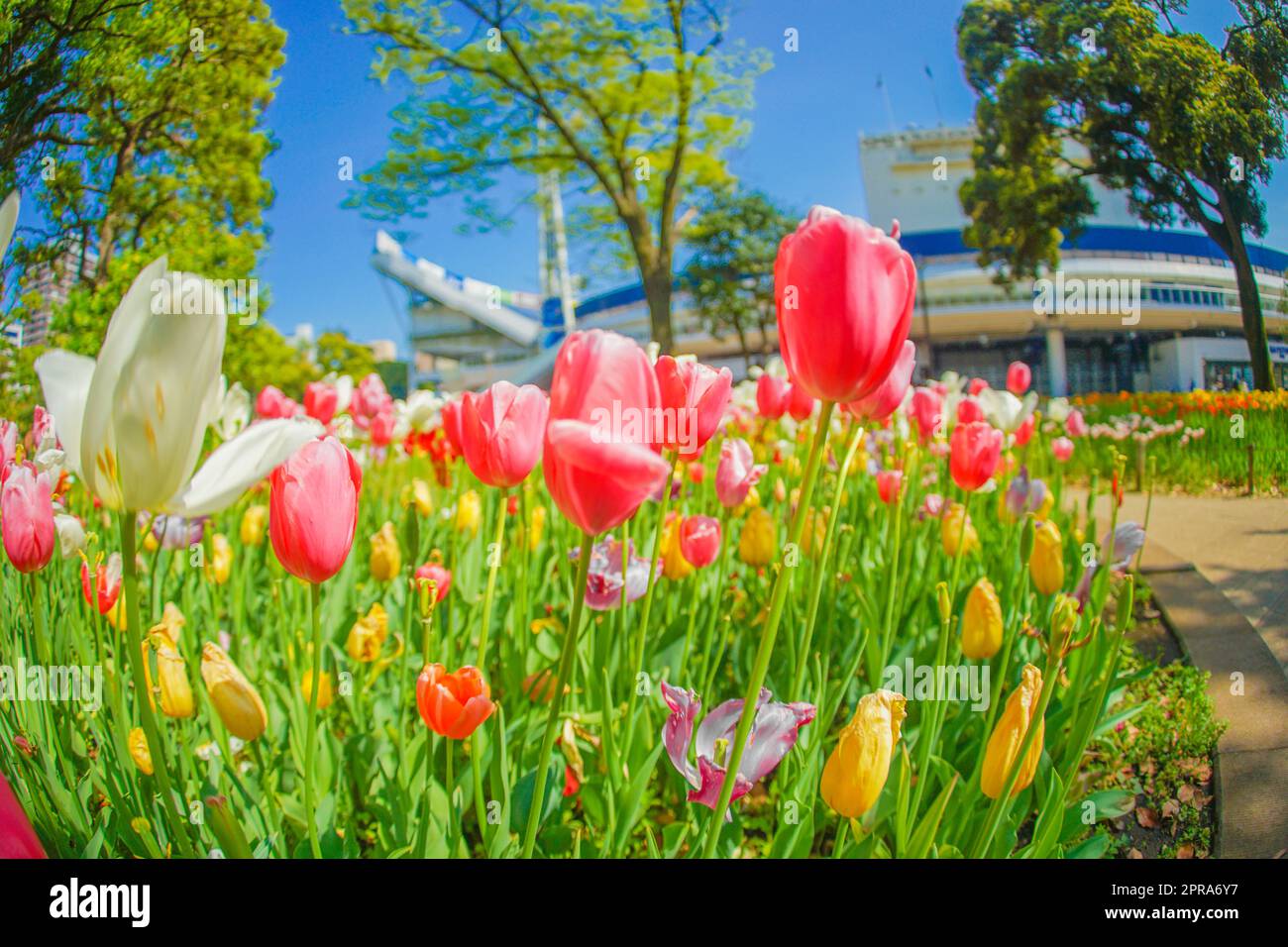 Bunte Tulpen und schönes Wetter Stockfoto