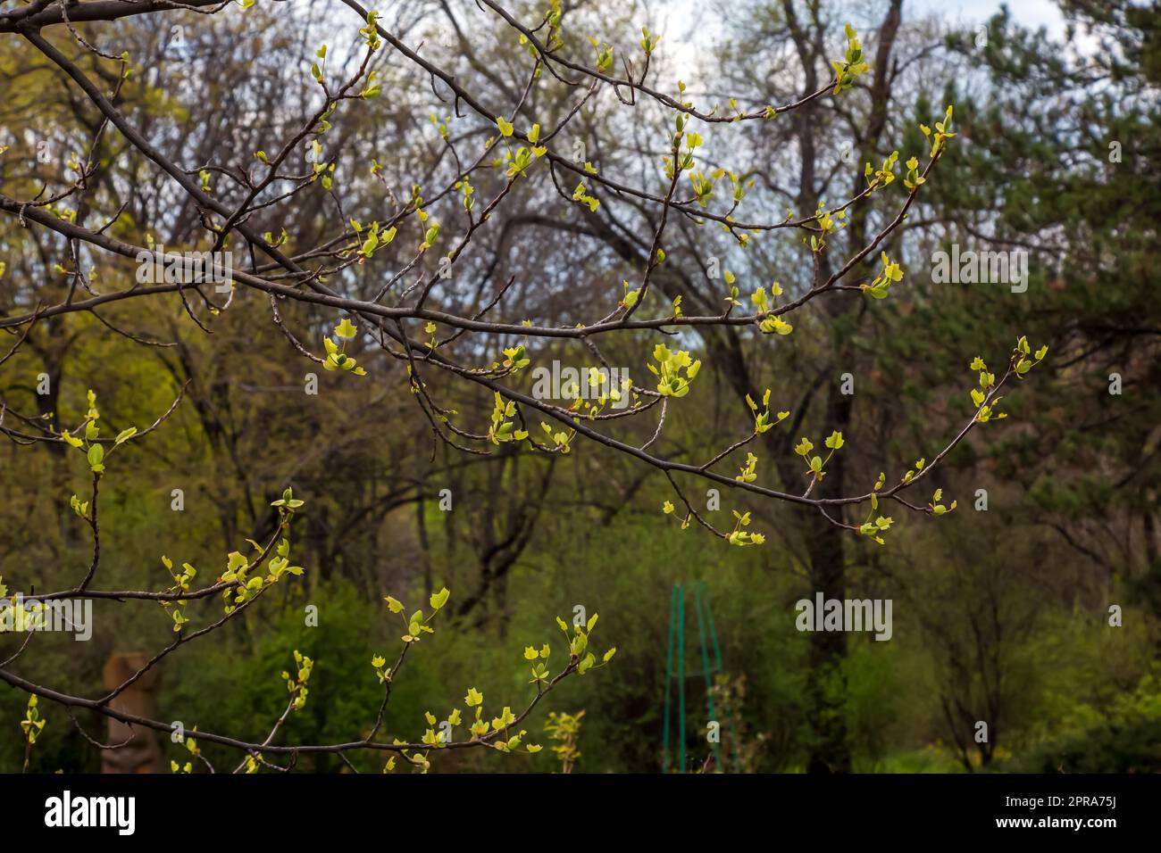 Knospen und Blätter von Sumac Rhus trilobata im Frühjahr. Stockfoto Knospen und Blätter von Sumac Rhus trilobata im Frühjahr. Stockfoto