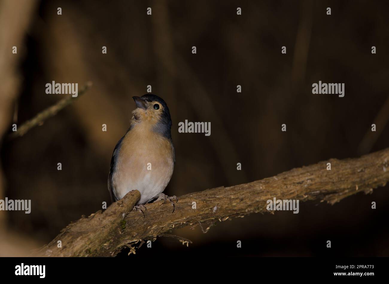 Männlicher gewöhnlicher Schaffinch. Stockfoto