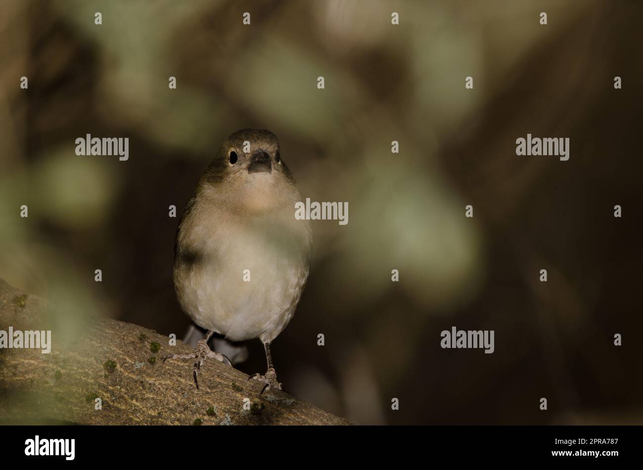 Weibliches gewöhnliches Schaffinch. Stockfoto