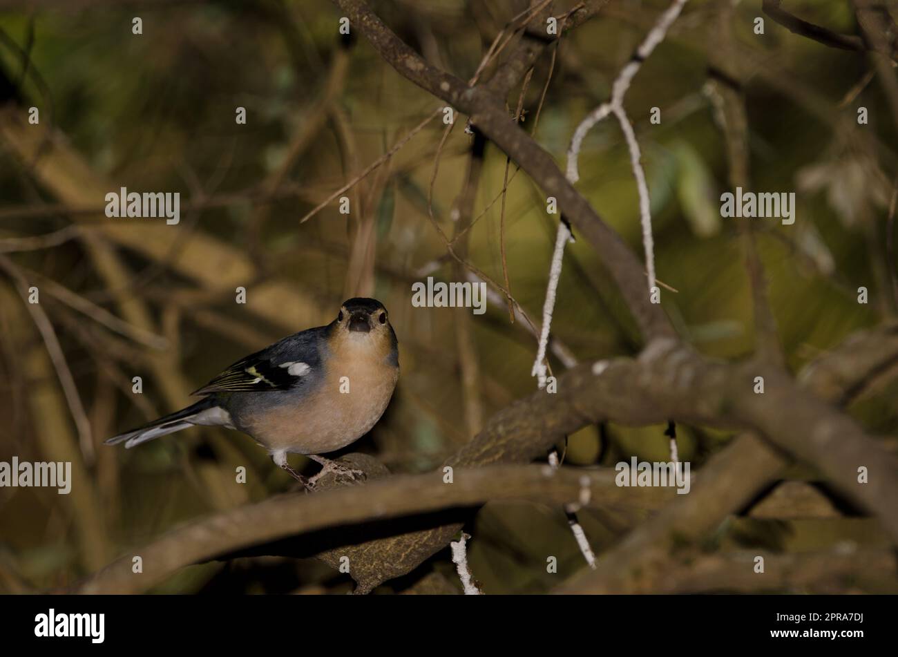 Männlicher gewöhnlicher Schaffinch. Stockfoto