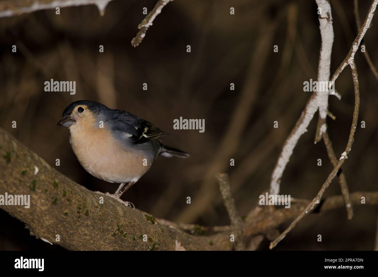 Männlicher gewöhnlicher Schaffinch. Stockfoto