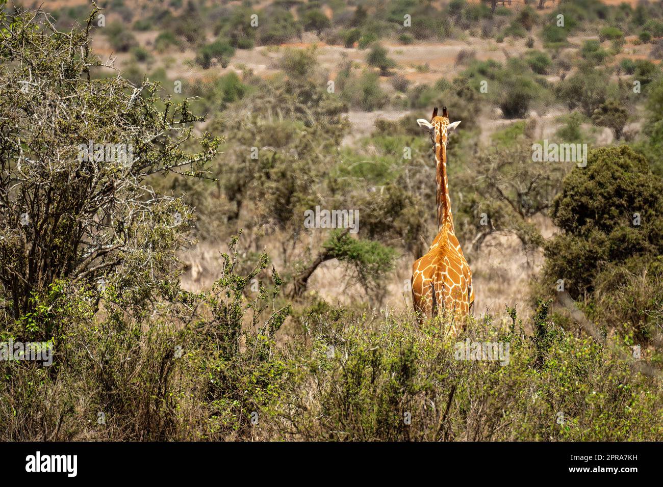 Die Netzgiraffe steht in Büschen mit der Sicht weg Stockfoto