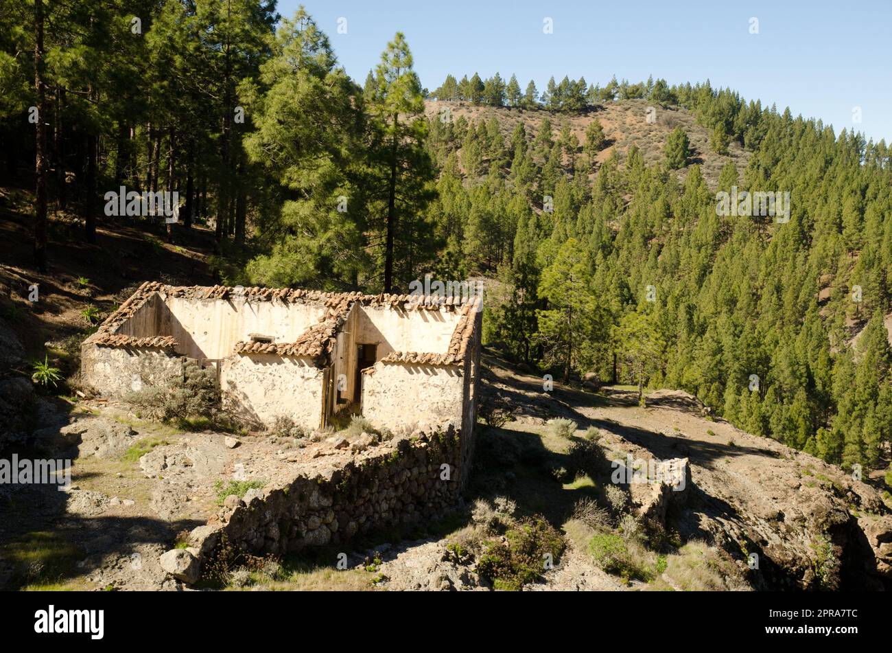 Haus in Ruinen und Wald der Kanarischen Insel Kiefer. Stockfoto