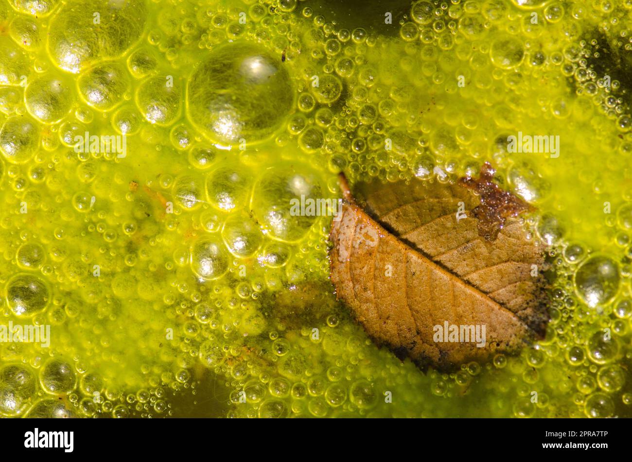 Gefallenes Blatt und Wasserblasen. Stockfoto