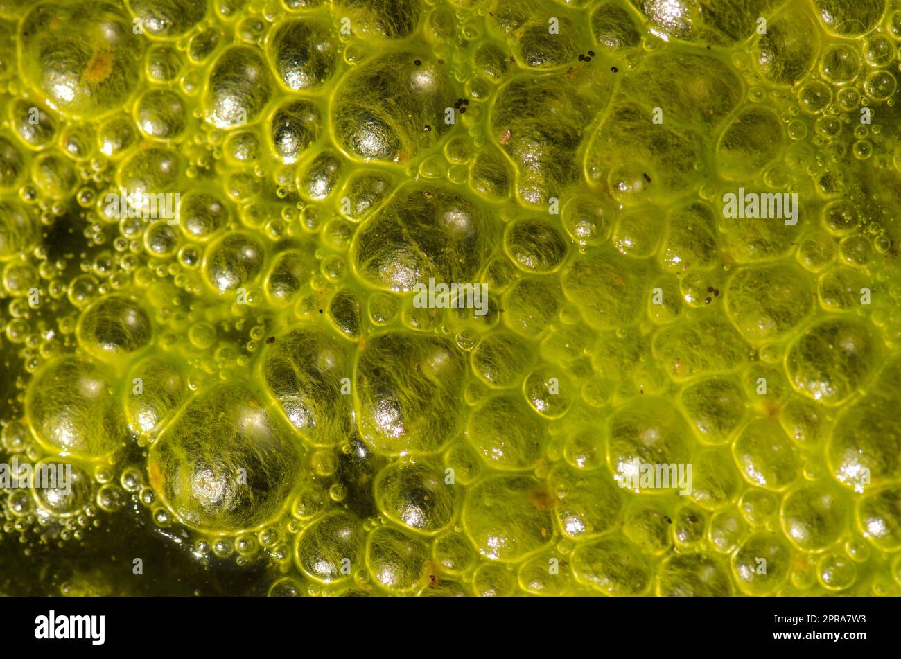 Wasserblasen auf der Oberfläche eines mit Algen bedeckten Teiches. Stockfoto