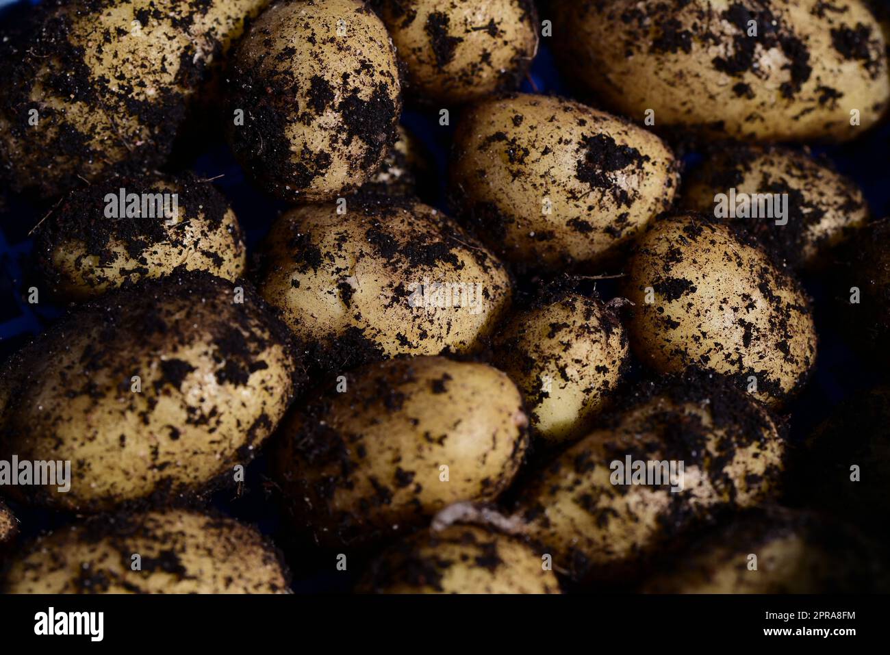 Nahaufnahme der Kartoffeln direkt nach der Ernte Stockfoto