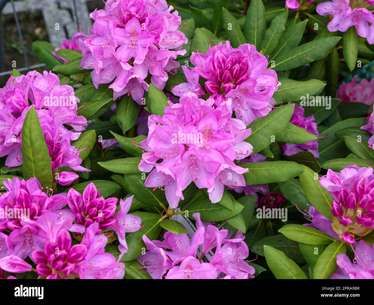 Schöne blühende rosa Azaleen blüht im Garten Stockfoto