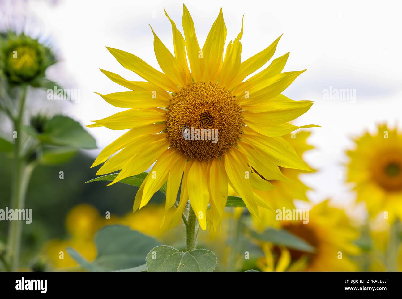 Gelbe Sonnenblumen wachsen auf einem Feld. Stockfoto