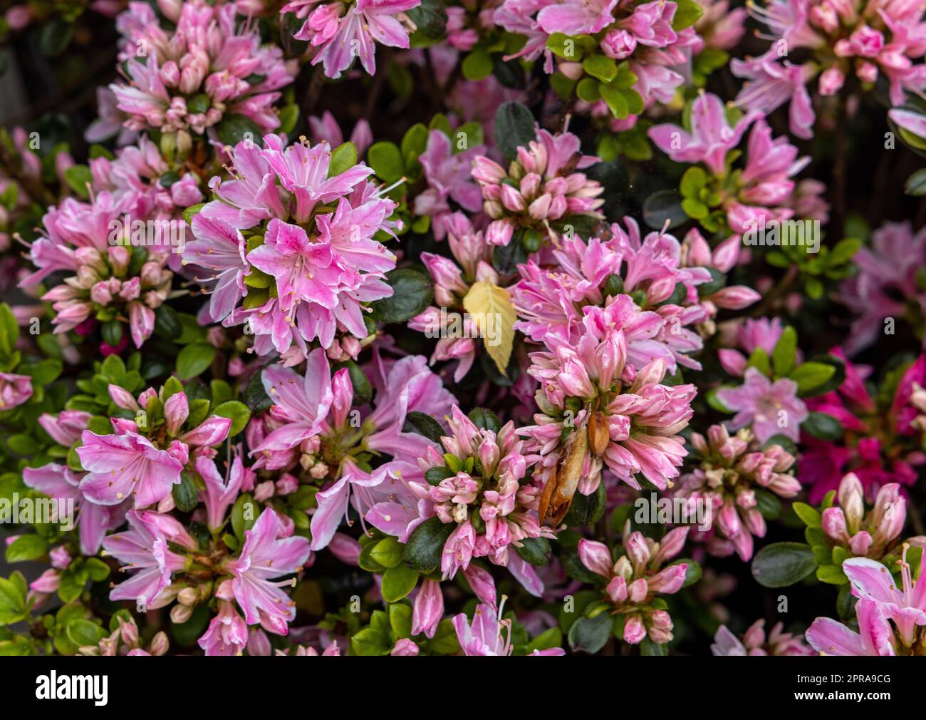 Schöne blühende rosa Azaleen blüht im Garten Stockfoto