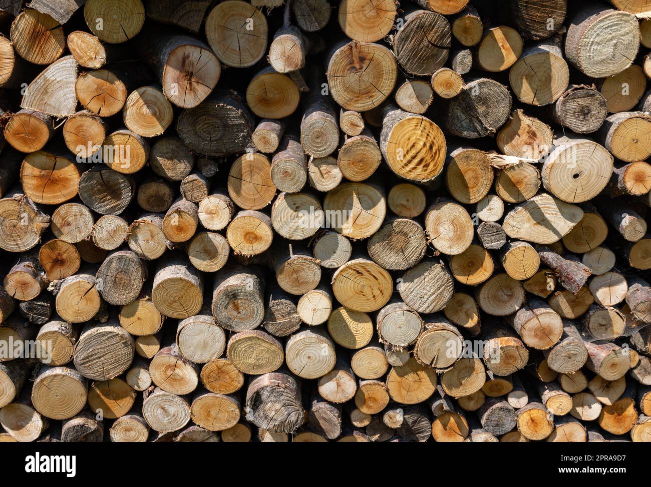 Stapel von Brennholz für den Winter vorbereitet Stockfoto