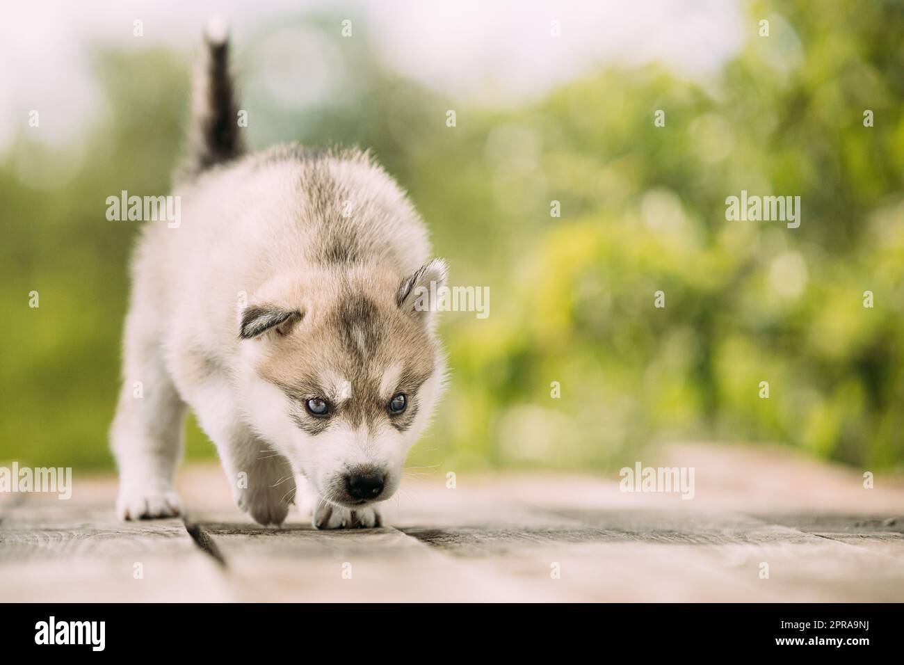 Der vierwöchige Husky-Welpe in weiß-grauer Farbe sitzt auf Holzboden Und Leckt Seine Lippen Stockfoto