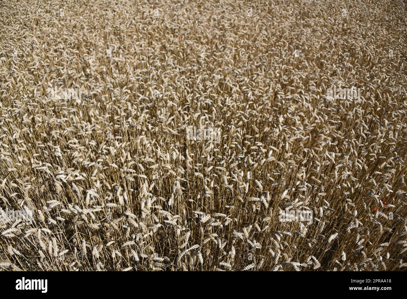 Weizengetreide tragen wesentlich zur Ernährung der Weltbevölkerung bei. Weizen ist ein Grundnahrungsmittel. Die weltweit größten Anbaugebiete befinden sich in der Ukraine und in Europa. Stockfoto