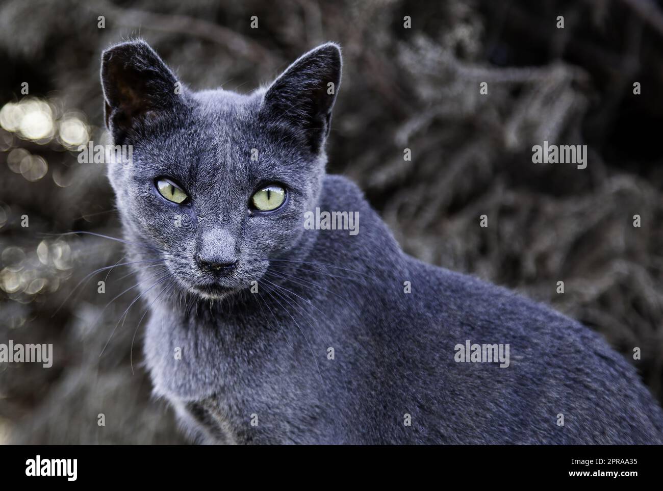 Graue Katze auf der Straße Stockfoto