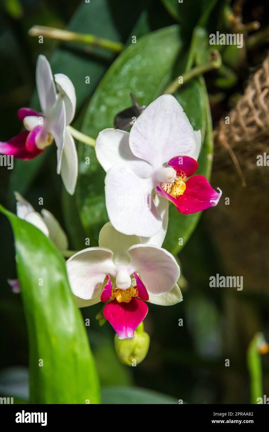 Orchideenblume, Phalaenopsis rote Lippen Stockfoto