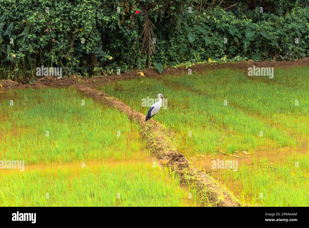 Landwirtschaft und Anbau von Reis in Mirissa im Süden von Sri Lanka Stockfoto