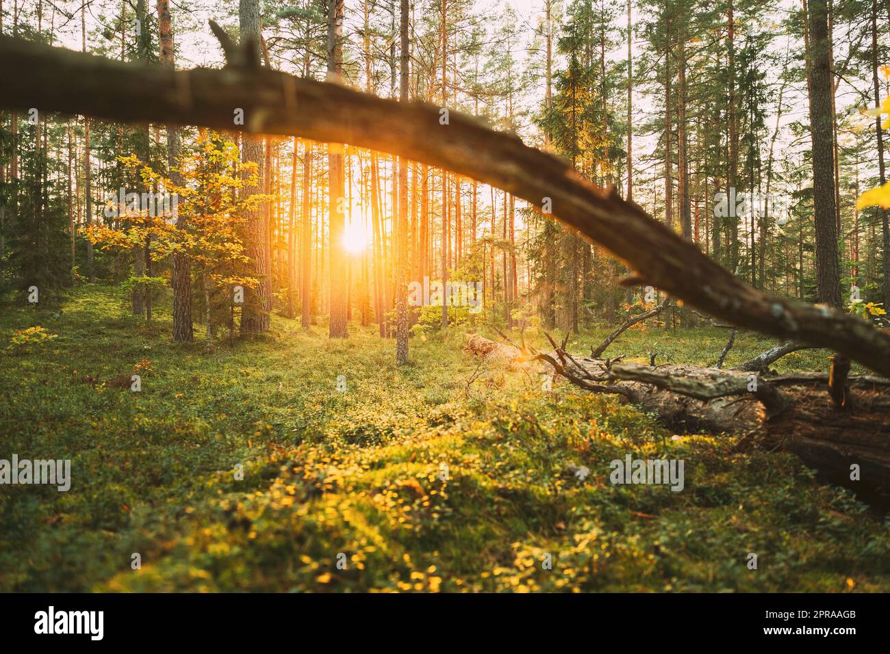 Sonnenlicht im grünen Wald, Sommerzeit. Gefallene Alte Kiefer Im Nadelwald Nach Starkem Wind Durch Den Sturm. Europäischer Grüner Nadelwald Stockfoto