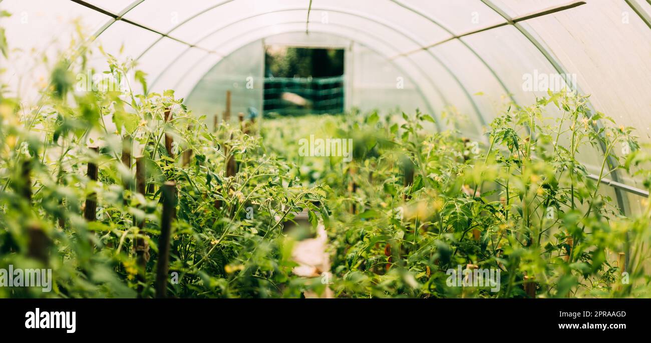 Busch Von Tomaten Gemüse Wächst In Erhöhten Betten In Gemüse Garten Oder Treibhaus Oder Gewächshaus Stockfoto