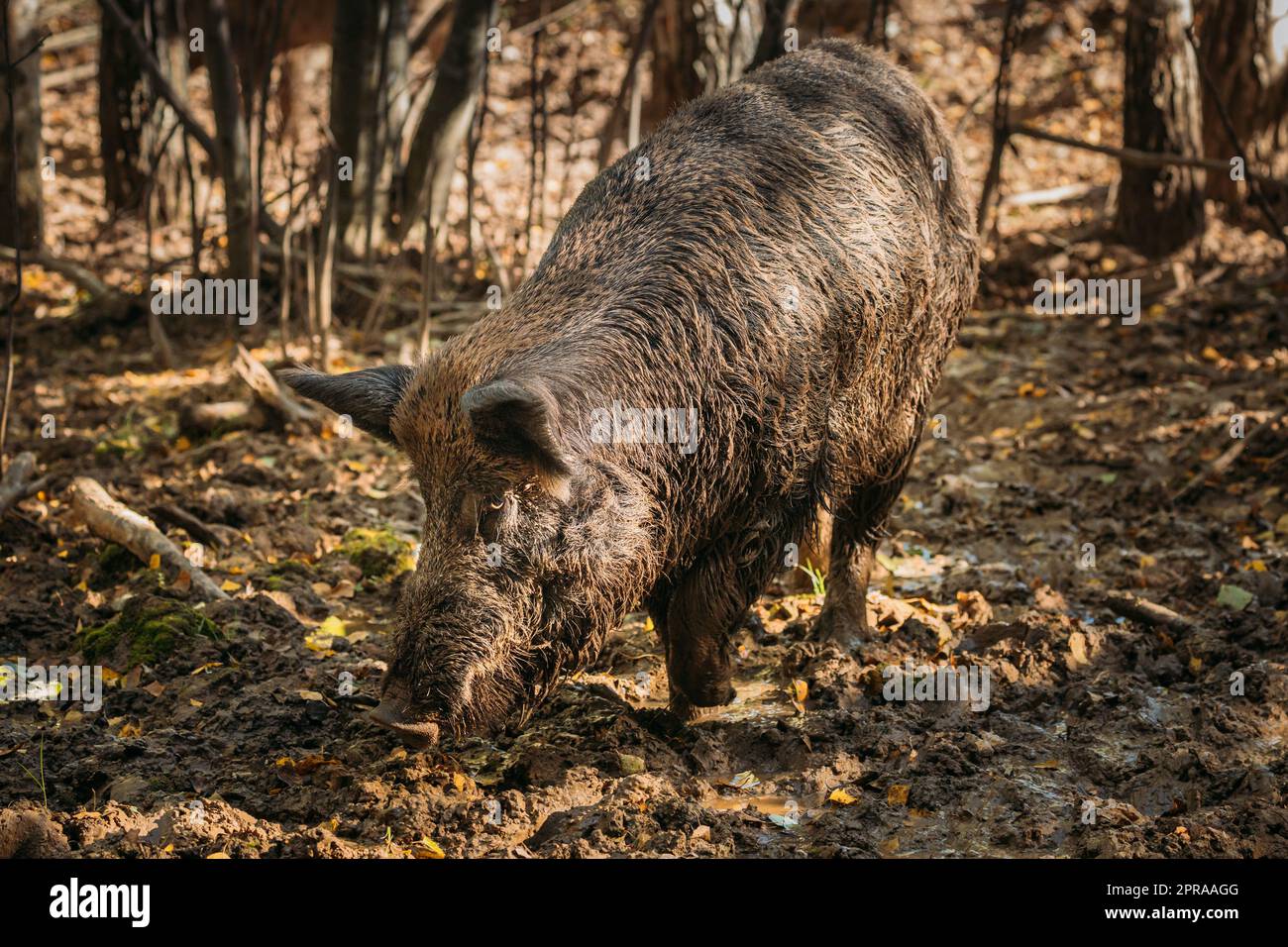 Weißrussland. Wildschwein Oder Sus Scrofa, Auch Bekannt Als Wildschweine, Eurasischer Wildschwein-Schnüffelschlaf Im Herbstwald. Stockfoto