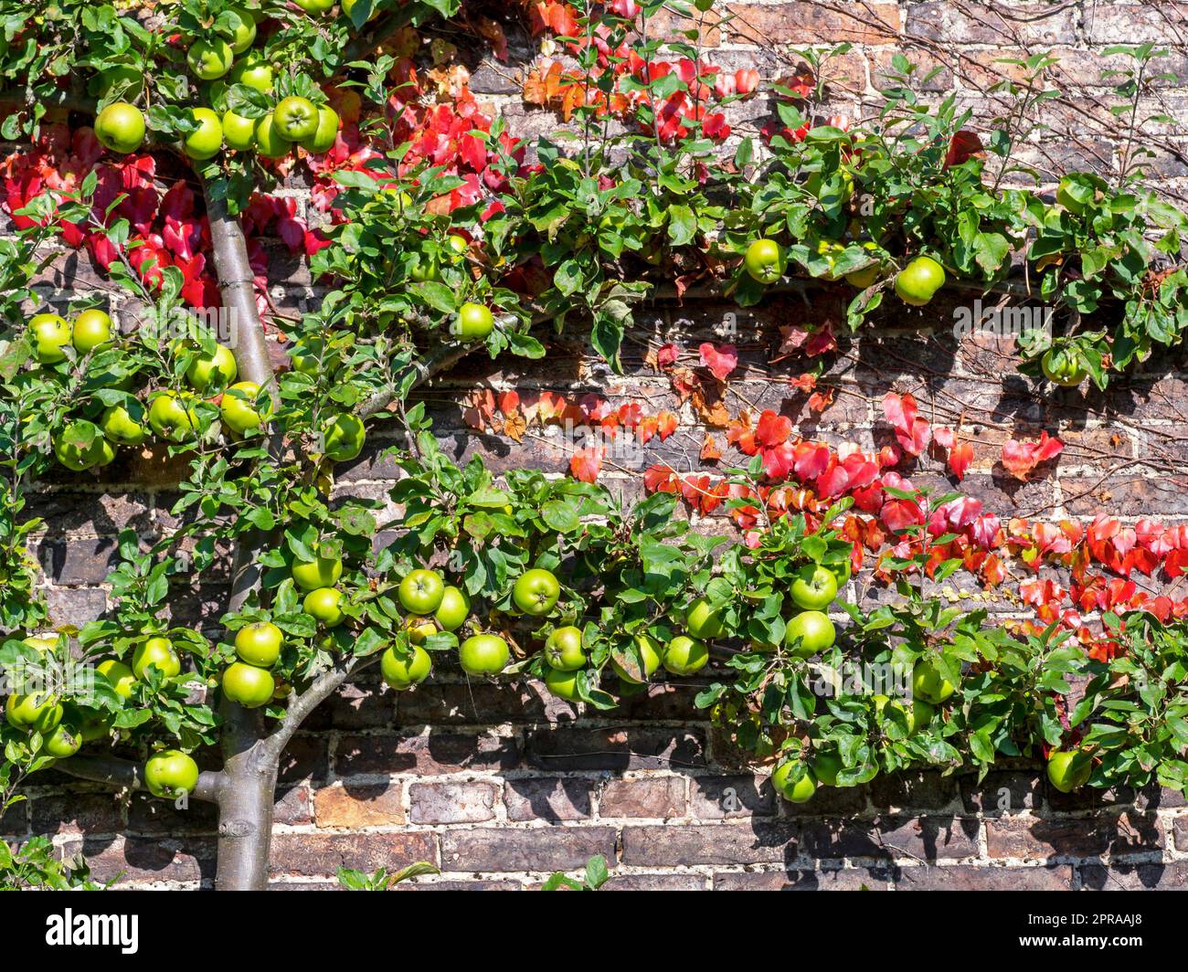 Äpfel entwickeln sich in einem ummauerten Küchengarten Stockfoto