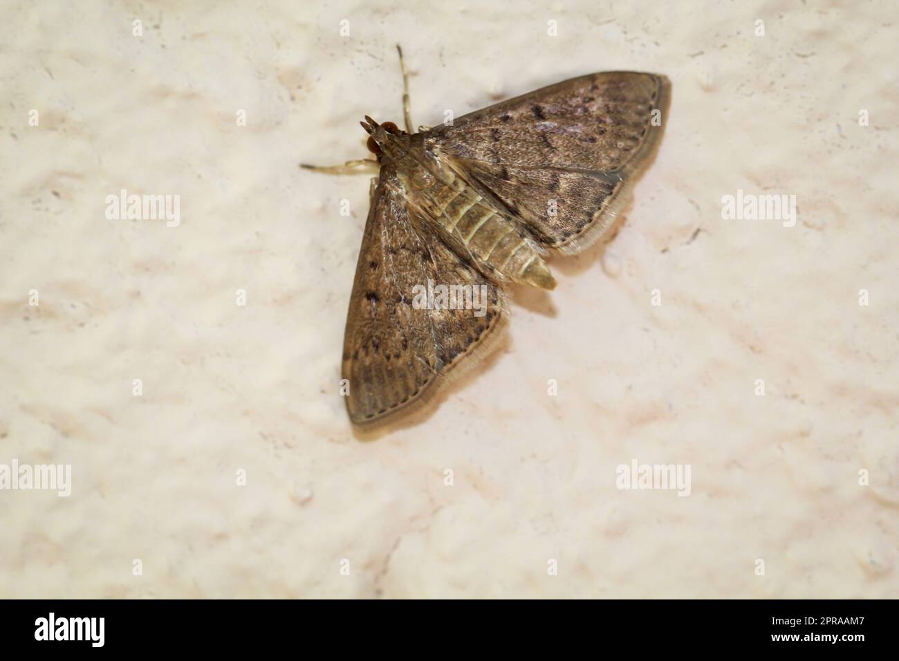 Ein südöstlicher roter Kubus-Stierkopf-Schmetterling an einer Wand. Stockfoto