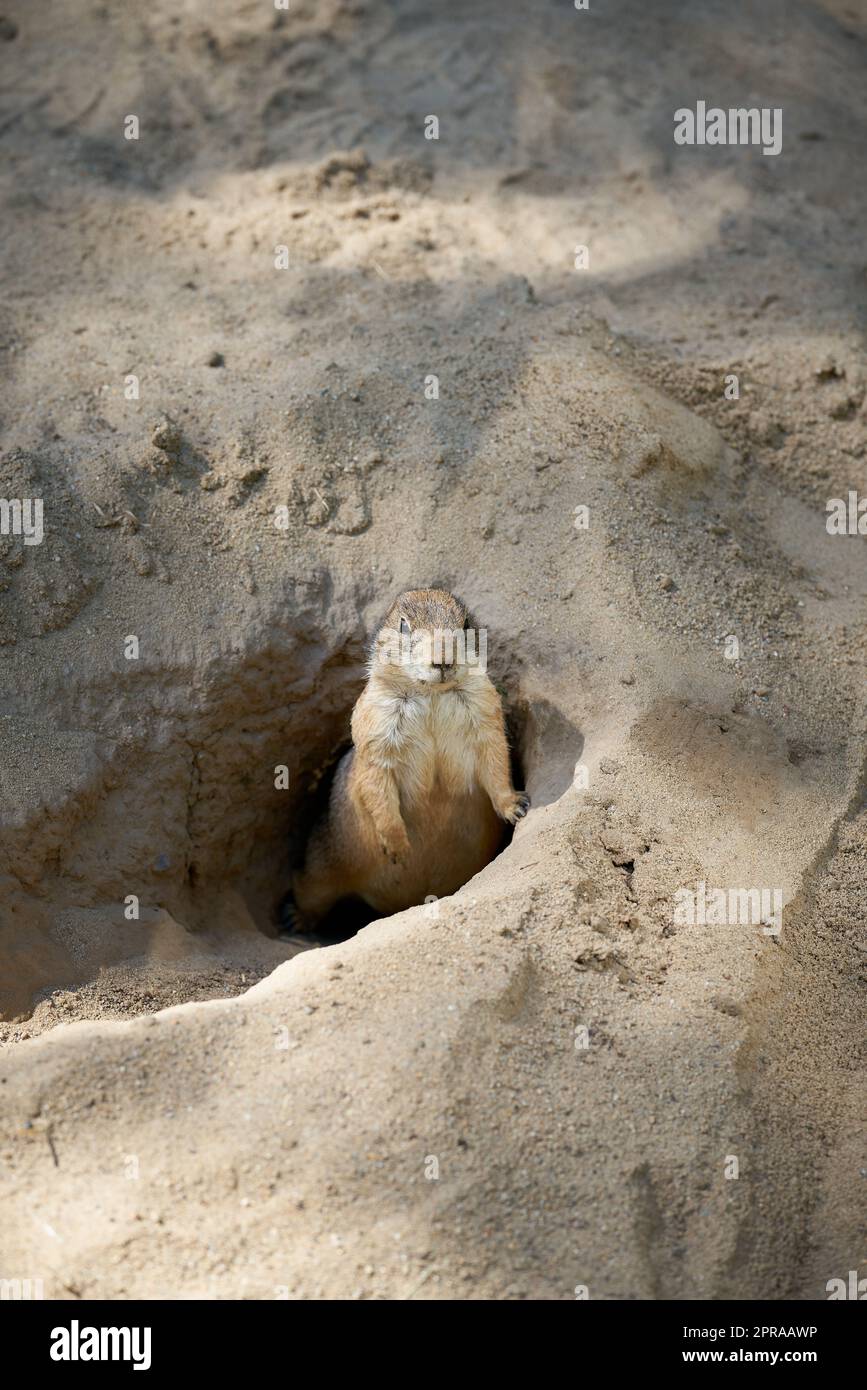 Der wachsame Präriehund Cynomys ludovicianus schaut aus seiner Höhle und hält Ausschau nach Feinden Stockfoto