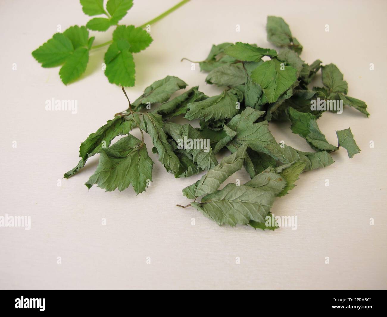 Getrocknetes Outweed auf einem Holzbrett Stockfoto