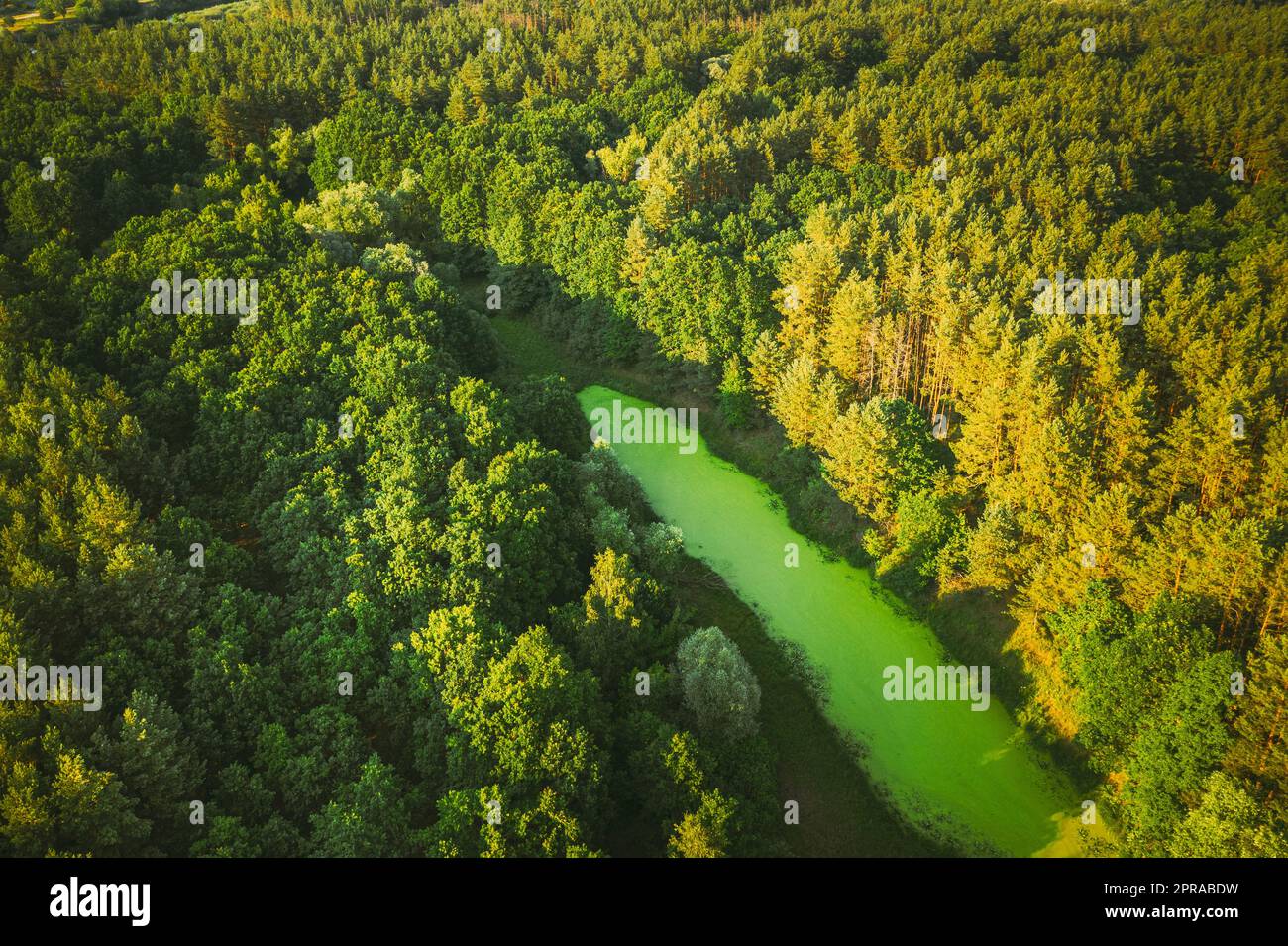 Weißrussland. Erhöhter Blick Auf Grünes Sumpfgebiet Und Grüne Waldlandschaft Im Sonnigen Sommertag. Einstellung. Wald in Vogelperspektive Stockfoto