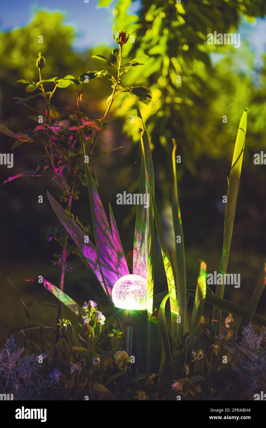 Nachtansicht auf das Blumenbeet, beleuchtet von energiesparender, solarbetriebener, farbenfroher Laterne auf dem Yard. Schöner Kleiner Garten Mit Lila Und Gelben Lichtern, Lampe Im Blumenbett. Gartengestaltung Stockfoto