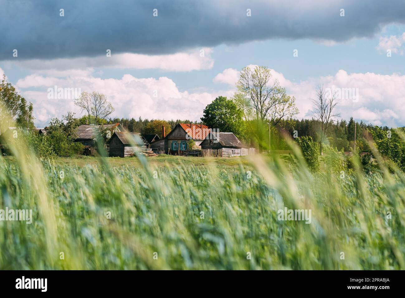 Russland. Land Ländliche Weizenfeld Wiese Landschaft Und Alte Holzhaus In Russian Village. Sommer Sonnentag. Landschaftlich Schöner Himmel Mit Wolken Am Horizont Stockfoto