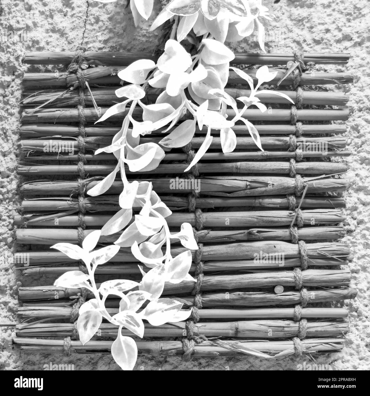 Schwarz-Weiß mit frischen Pflanzenblättern über schäbigen Bambusdekorationen an der Wand Stockfoto