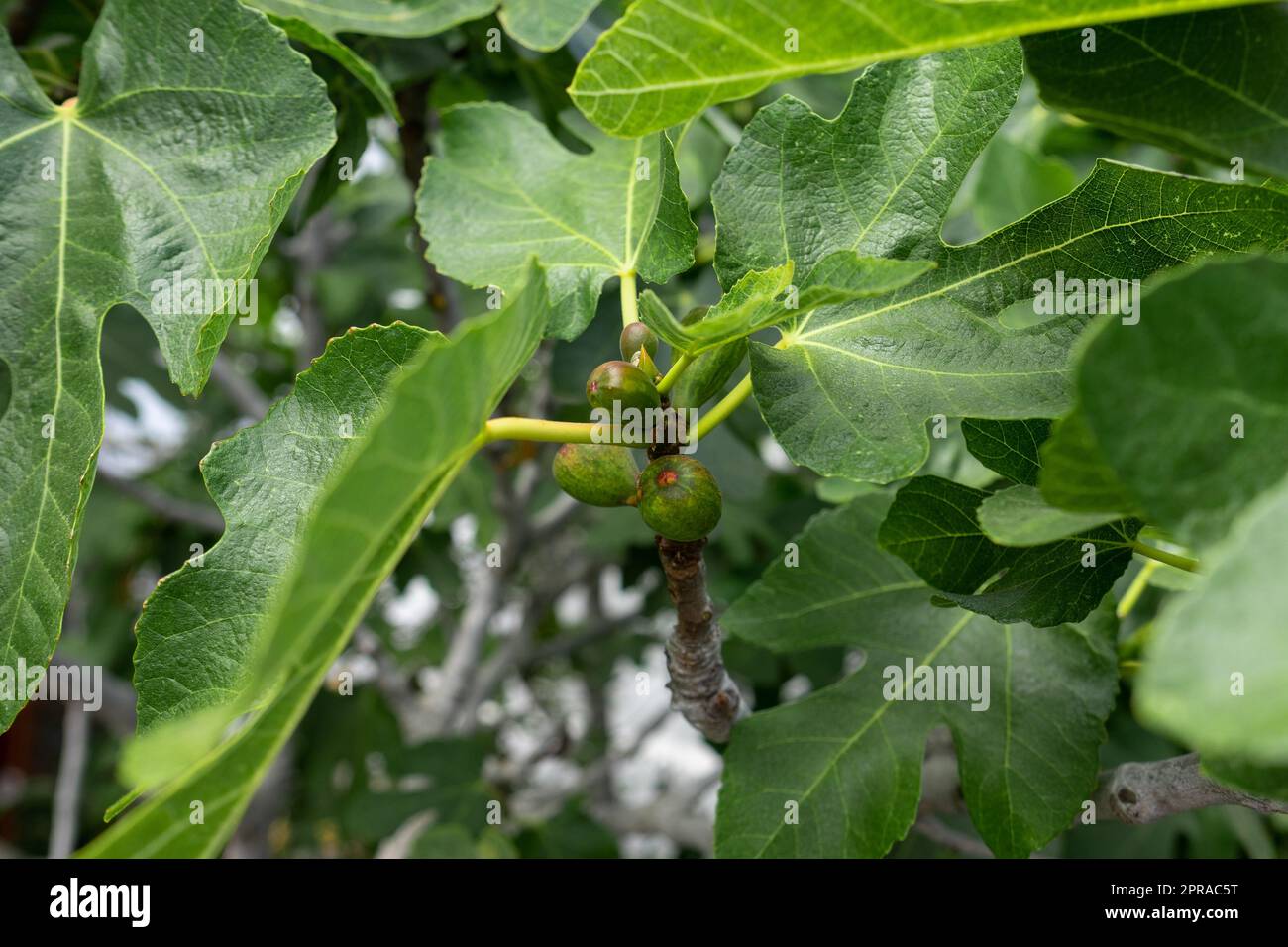 Unreife, grüne Feigenfrüchte auf einem Ast. Stockfoto