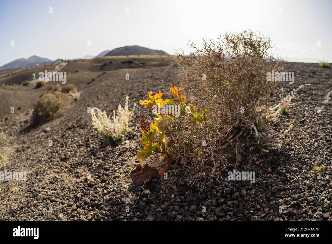 Trockenes Gras auf Lavafeldern. Fokus im Vordergrund. Lanzarote, Kanarische Inseln. Spanien. Stockfoto