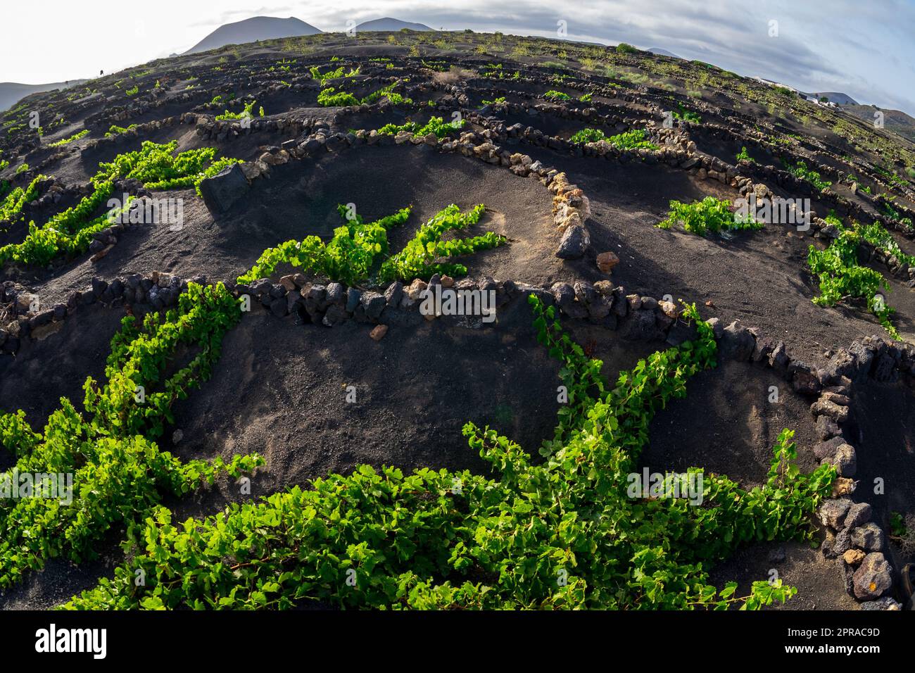 Typische Weinberge auf schwarzem Lavaboden. Lanzarote, Kanarische Inseln. Spanien. Stockfoto