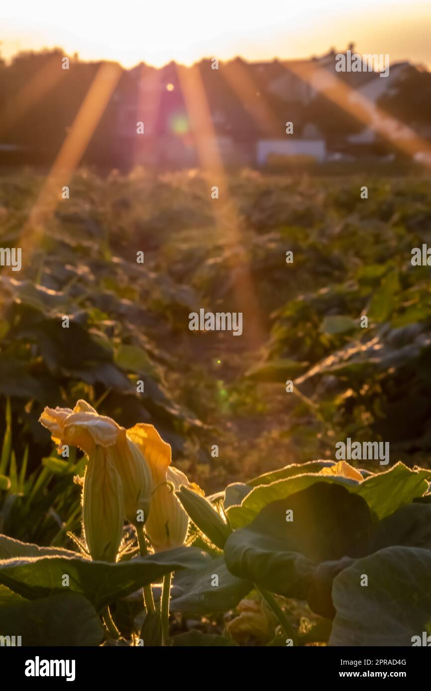 Bio-Kürbisfelder Reifung auf biologischem Ackerland mit Blick auf den Sonnenuntergang zeigt idyllische Plantagen zum Anbau von Kürbis Thanksgiving Kürbisse gesunde Landwirtschaft mit grüner Hintergrundbeleuchtung Stockfoto