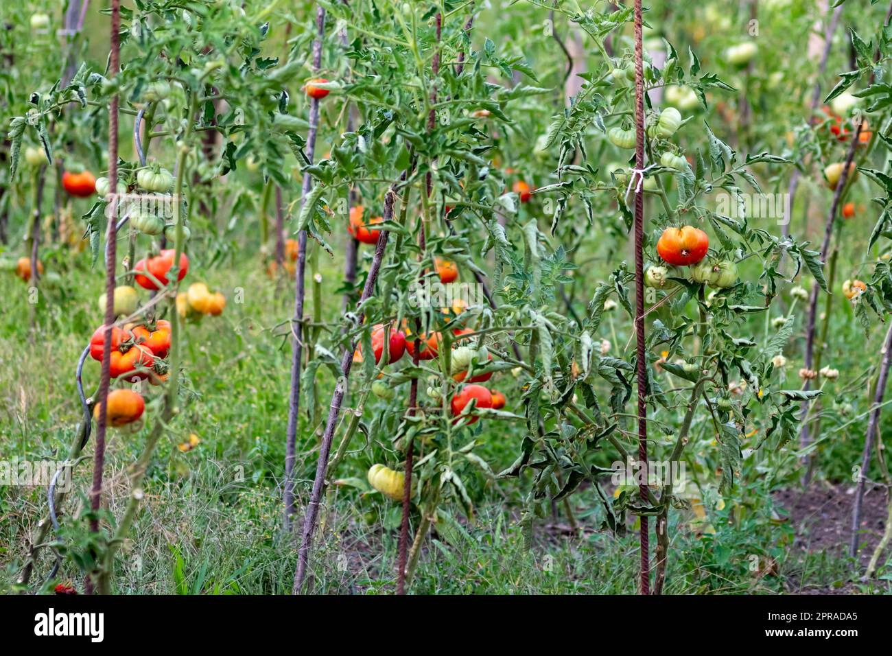 Kirschtomaten, die zu Hause angebaut werden und im Gemüsegarten reifen und hängen, als Bio-Lebensmittel und Bio-Gemüse für eine gesunde Ernährung ohne Pestizide für Vegetarier und Veganer Stockfoto