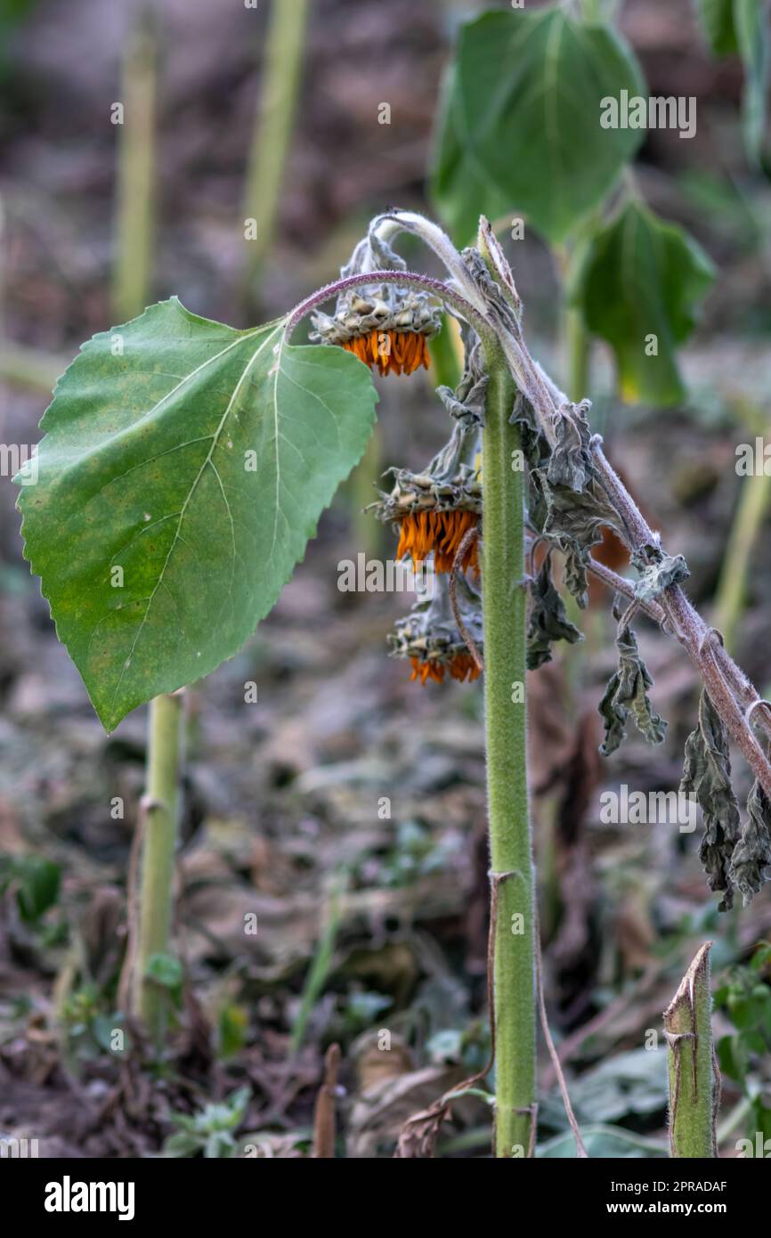 Dürre mit trockenen und verwelkten Sonnenblumen in extremer Hitzeperiode mit heißen Temperaturen und ohne Regenfälle aufgrund der globalen Erwärmung führt zu Ernteverknappung und Wasserknappheit auf landwirtschaftlichen Sonnenblumenfeldern Stockfoto